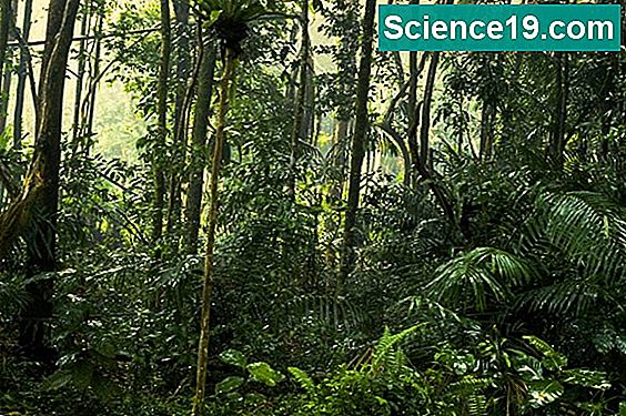Hvordan tilpasser planter og dyr til regnskoven?
