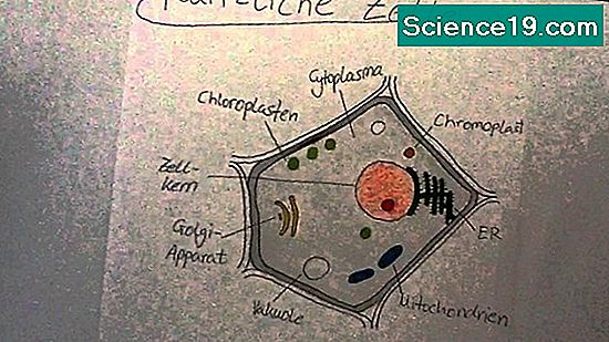 Vergleich Von Pflanzenzellen Und Menschlichen Zellen Wissenschaftliches Und Beliebtes