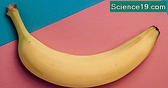 Science Fair Projekt zu reifen Bananen