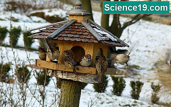 Wie finden Vögel Nahrung?