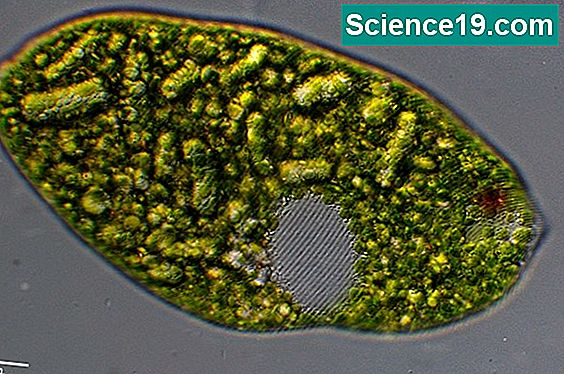 Wie wird Euglena von Abfall befreit? 💫 Wissenschaftliches Und Beliebtes ...