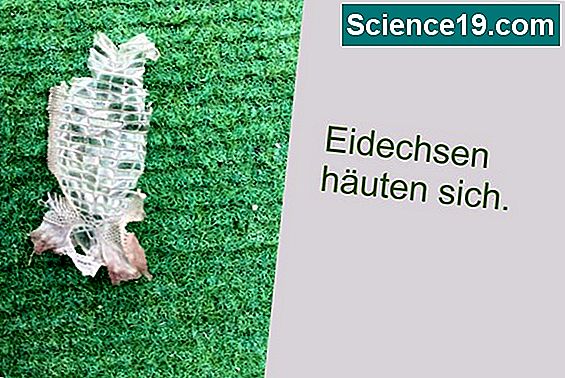 Wie bewegen sich Würmer? 💫 Wissenschaftliches Und Beliebtes Multimedia ...