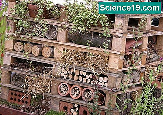 wie-man-ein-mason-bee-house-baut-wissenschaftliches-und-beliebtes