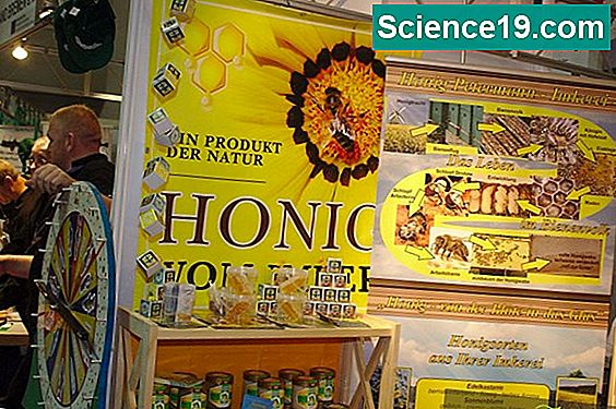 Wie man Honig-Bienen-Pheromone macht