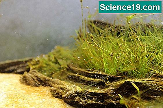 Wie man Algen in Regenfässern verhindert