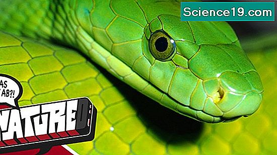Ungiftige Schlangen in Georgien