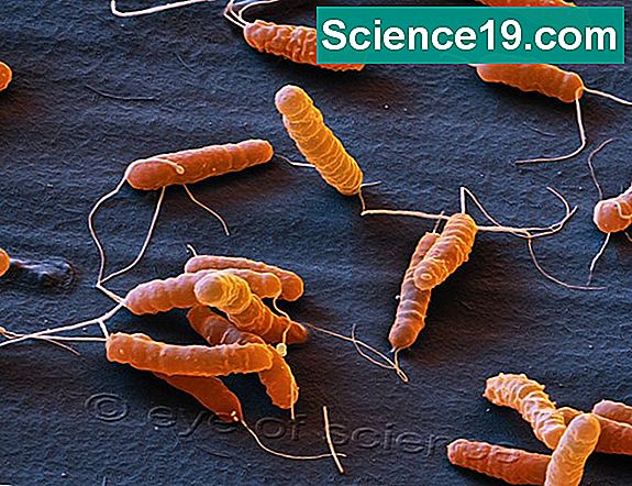 Arten von Coccus Bakterien 💫 Wissenschaftliches Und Beliebtes