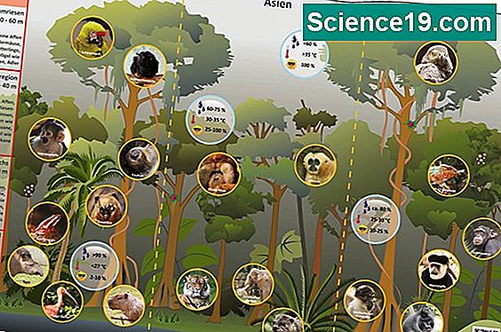 Wie viele Arten von Tieren leben im Regenwald?
