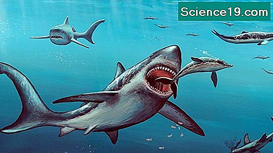Warum wurde der Megalodon ausgestorben? 💫 Wissenschaftliches Und