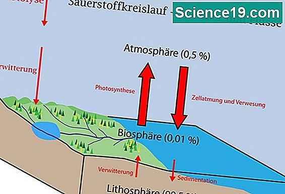 Was Ist Ein Biogeochemischer Zyklus Wissenschaftliches Und Beliebtes Multimedia Portal 2021