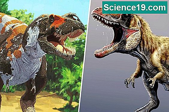 Die vier Arten von Fossilien