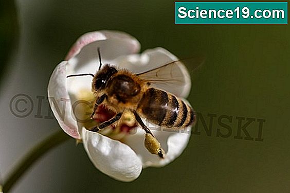 Wie helfen Blumen und Bienen einander?