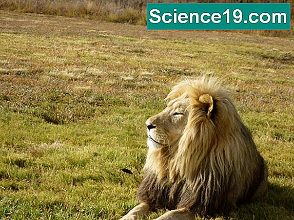 Wie haben sich die Lions an ihre Umwelt angepasst? 💫 Wissenschaftliches