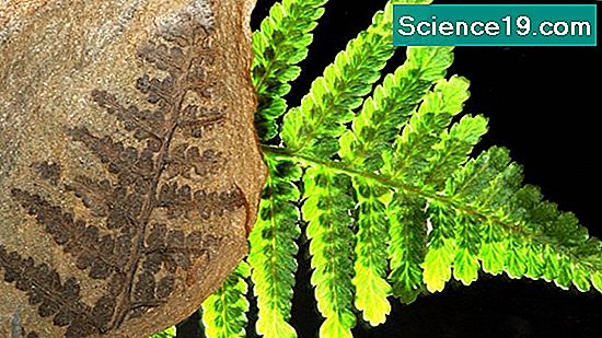 Bedeutung von Fossilien 💫 Wissenschaftliches Und Beliebtes Multimedia