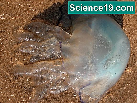 Jellyfish Anpassungen
