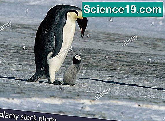 Wie Alt Können Pinguine Werden science19.com