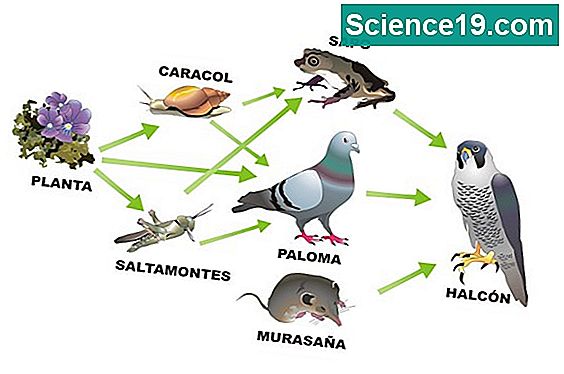  Qu Es La Red Alimentaria En Un Ecosistema Terrestre Y Acu tico 