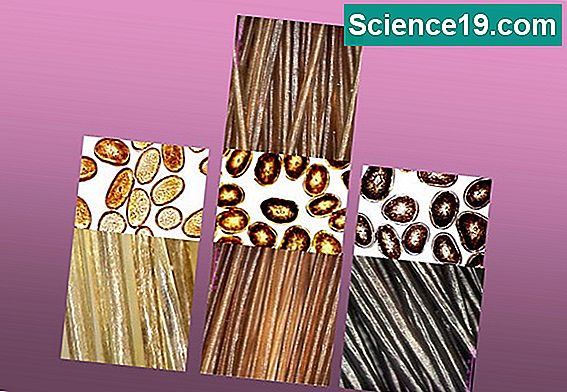La chimie de la mélanine 💫 Portail Multimédia Scientifique Et Populaire ...