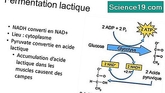 Les Inconvénients De La Fermentation Acide Lactique 💫 Portail Multimédia  Scientifique Et Populaire. 2022