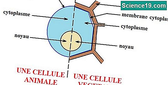 Quelle est la structure des cellules souches?