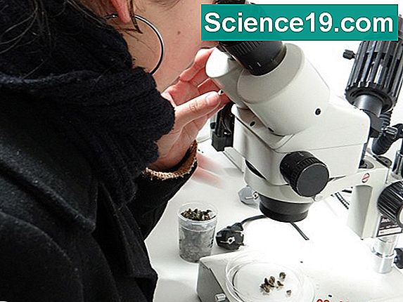 Pourquoi Les Microscopes lectroniques Sont ils Importants Portail 