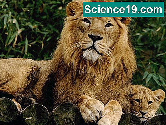 Comment les Lions donnent-ils naissance? 💫 Portail Multimédia