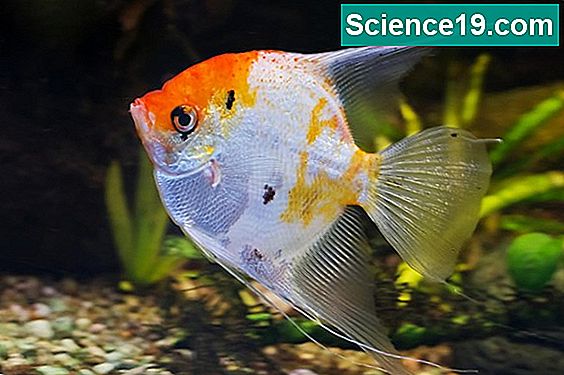 Comment Prendre Soin De Poisson D Eau Douce Bebe Molly Portail Multimedia Scientifique Et Populaire 22