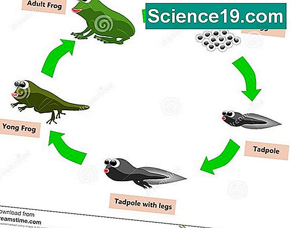 Cycle de vie d'une grenouille à poison bleue