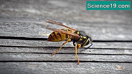 types-d-insectes-volants-en-floride-portail-multim-dia-scientifique