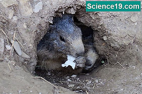 Que mangent les marmottes de bébé? 💫 Portail Multimédia Scientifique Et