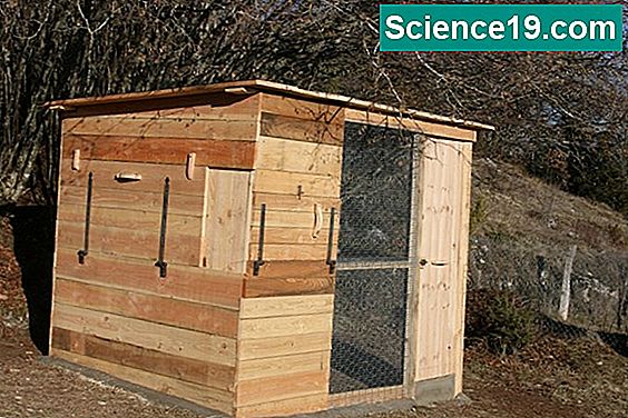 Comment Construire Un Modèle De Cellule Animale 3d - 