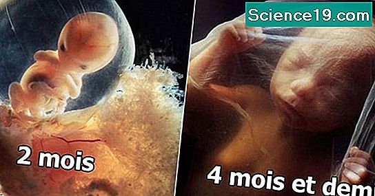 Développement embryonnaire d'une grenouille