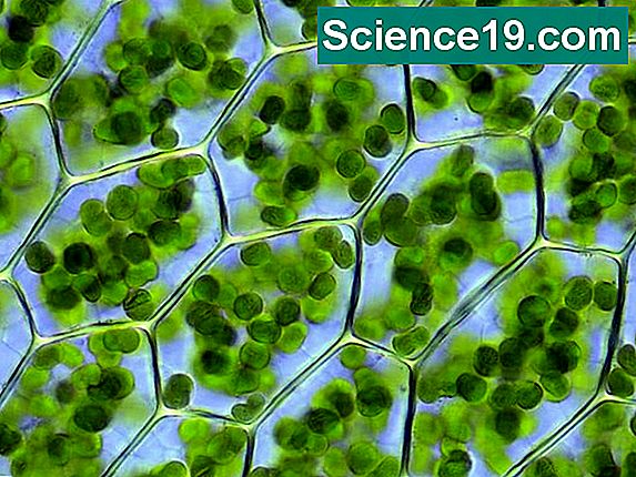 Quelles sont les fonctions de l'amidon dans les cellules végétales?