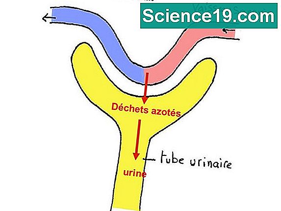 Comment l'urée est-elle fabriquée? 💫 Portail Multimédia Scientifique Et ...