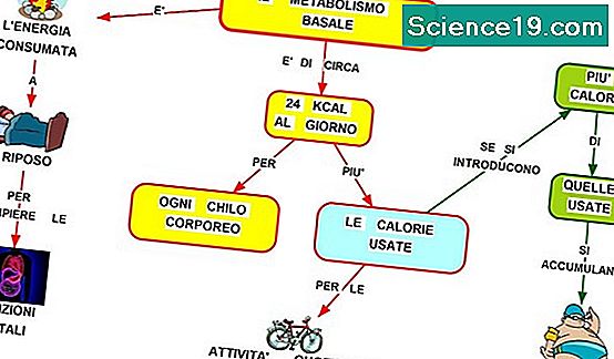 Le Vie Metaboliche Della Fotosintesi E Della Respirazione Cellulare 💫 Portale Scientifico E 2271