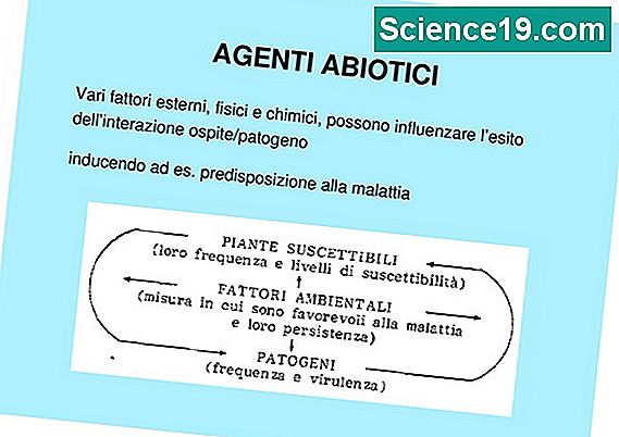 Elenco Dei Fattori Biotici E Abiotici In Un Ecosistema Forestale